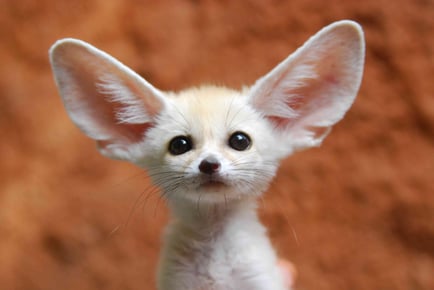 fennec-fox-85120553-7606608314bf477b8dbcd76b4346e0cf
